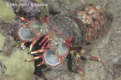Slipper lobster. Not difficult to see why people call the... by Patrick Reardon 
